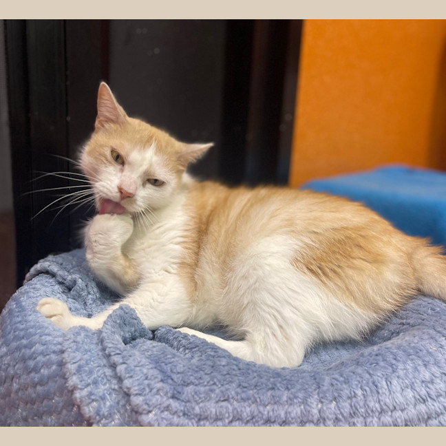 Photo of Simba