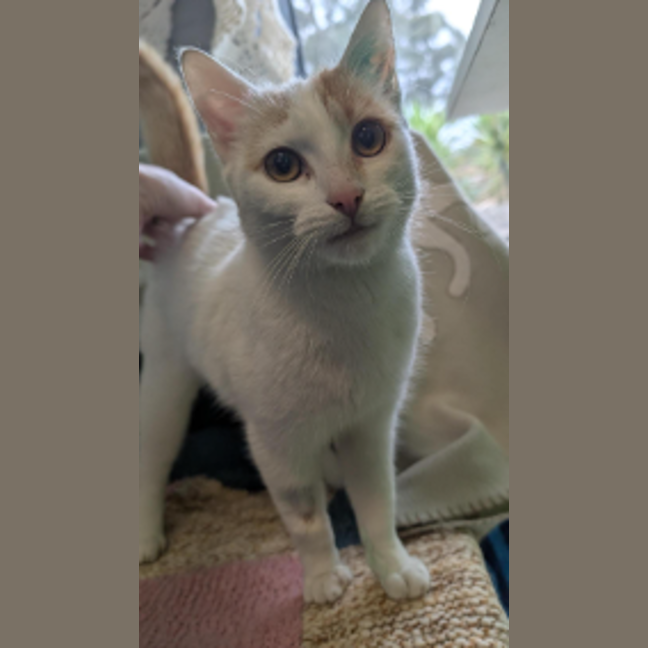 Photo of Marmalade