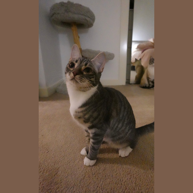 Photo of Sarabi
