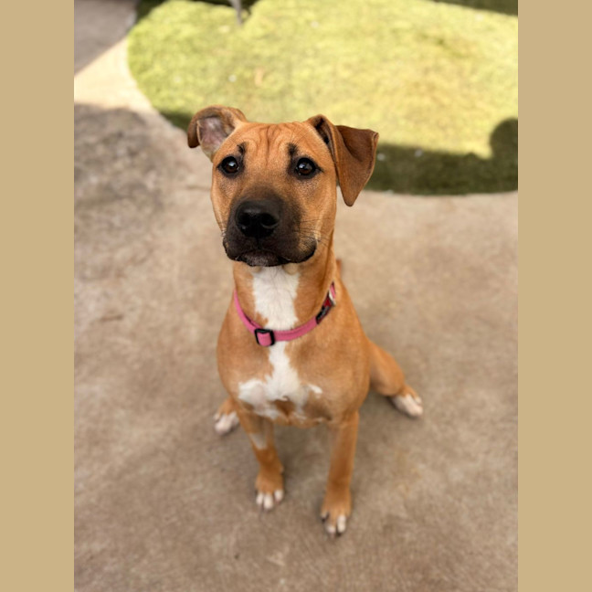 Photo of Boo