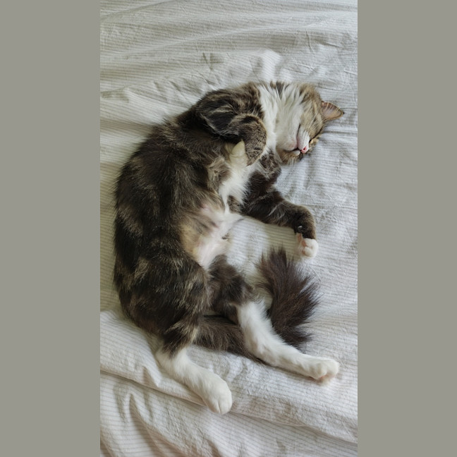 Photo of Flick