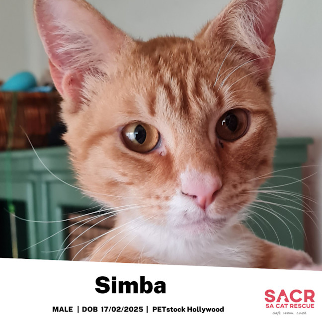 Photo of Simba