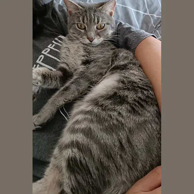 Photo of Chevy
