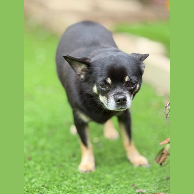 Photo of Bruiser
