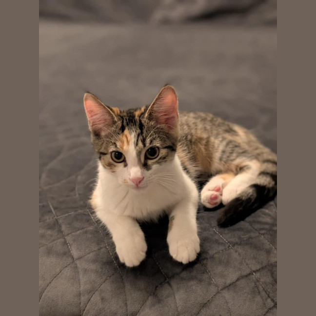 Photo of Glinda