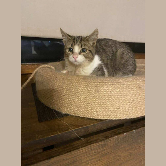 Photo of Pancake