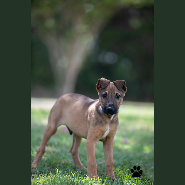 Photo of Ryder