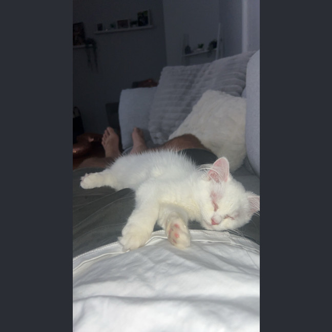 Photo of Marie   12 Week Old Ragdoll X