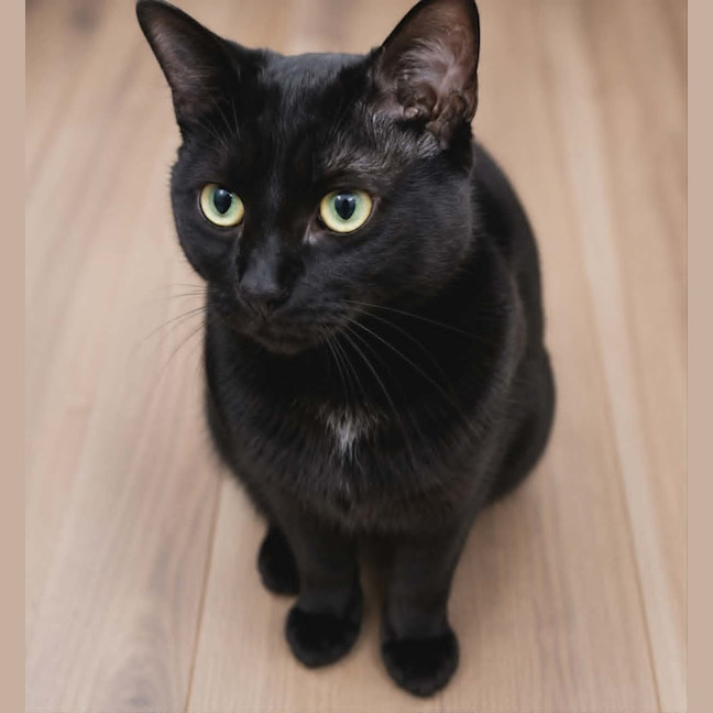 Photo of Blackie