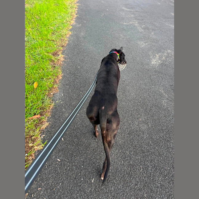 Photo of Chance, The Greyhound
