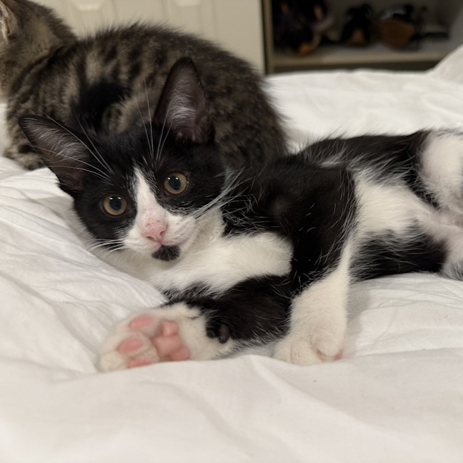 Photo of Tilly