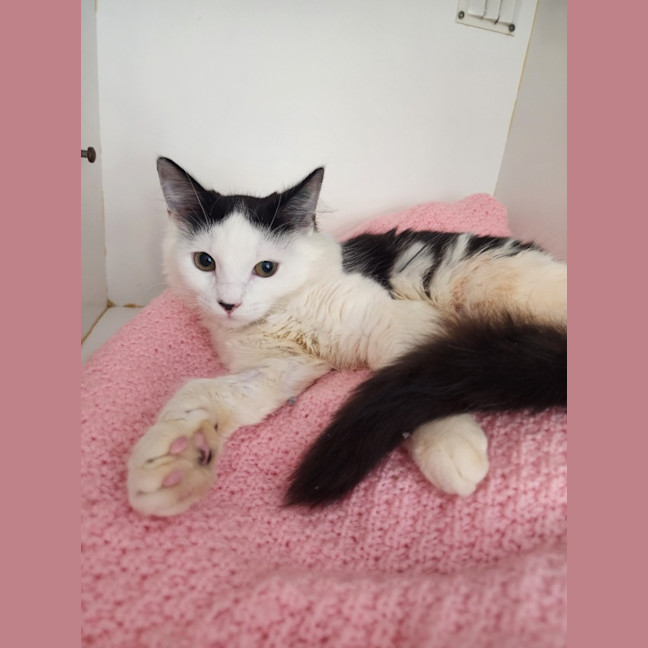 Photo of Chowder And Pea