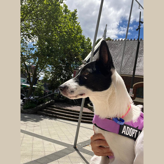 Photo of Kiki   1 Year Old Cattle Dog X