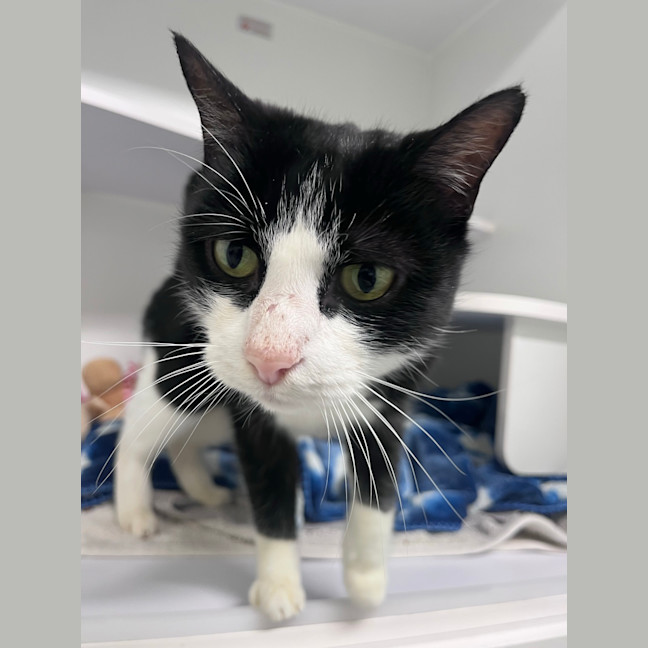 Photo of Oreo