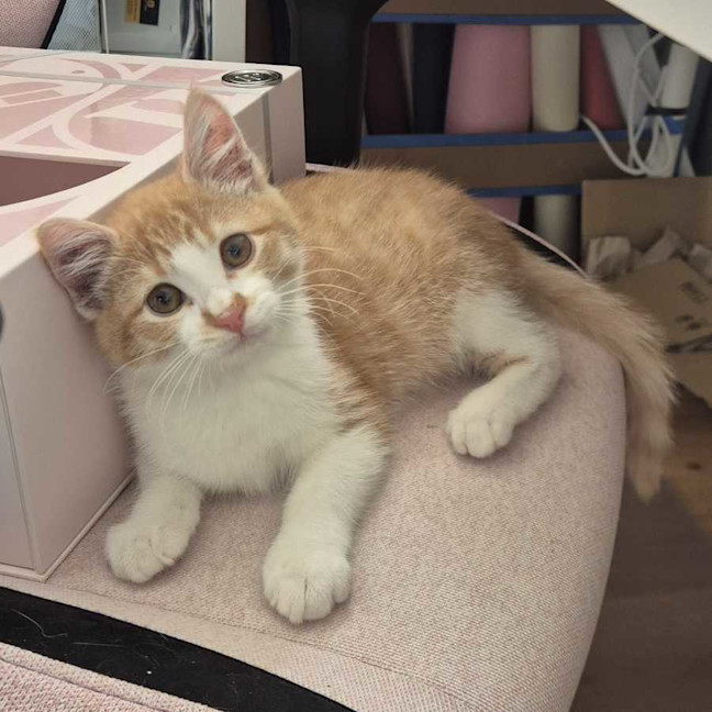 Photo of Rusty