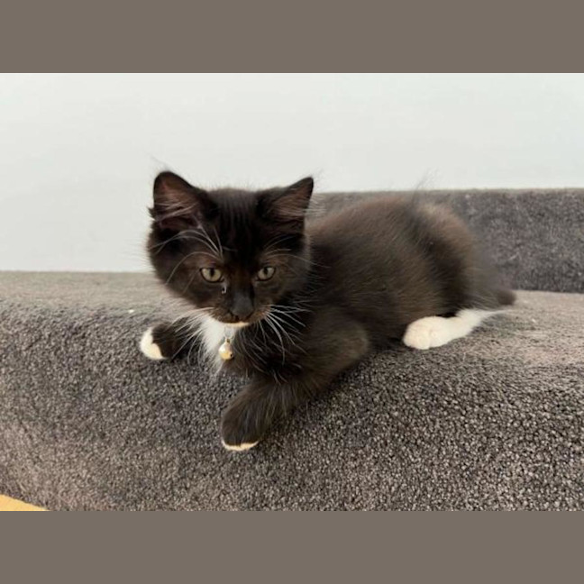 Photo of Popeye