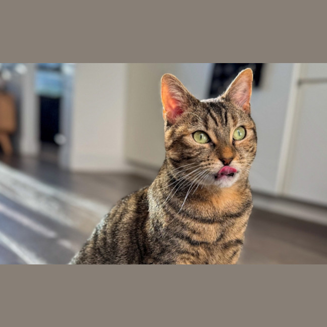 Photo of Pumpkin