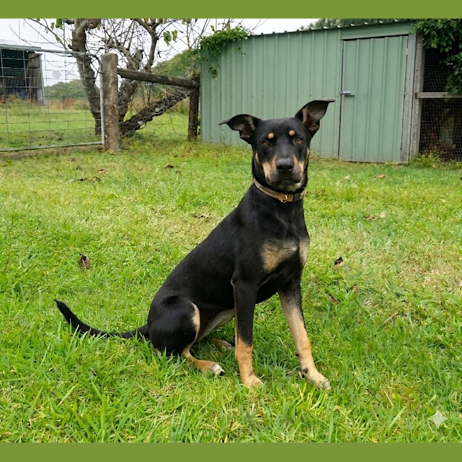 Photo of Nova