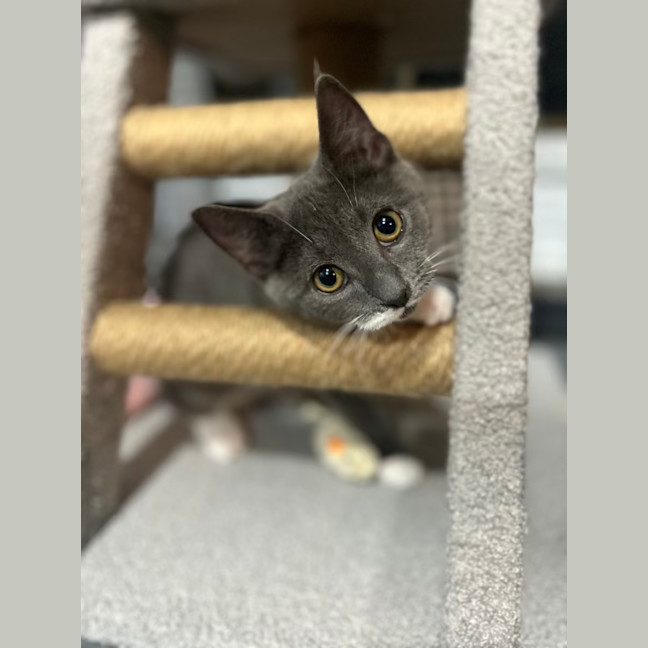Photo of Mittens