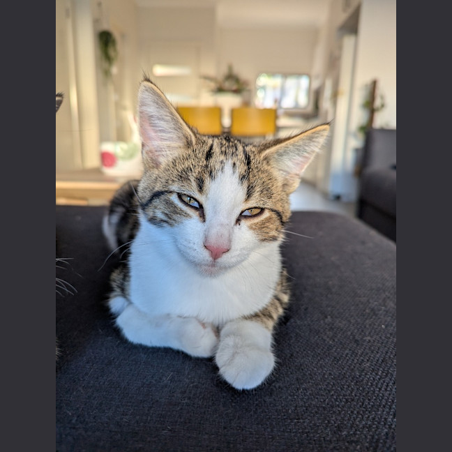 Photo of Ross Golden