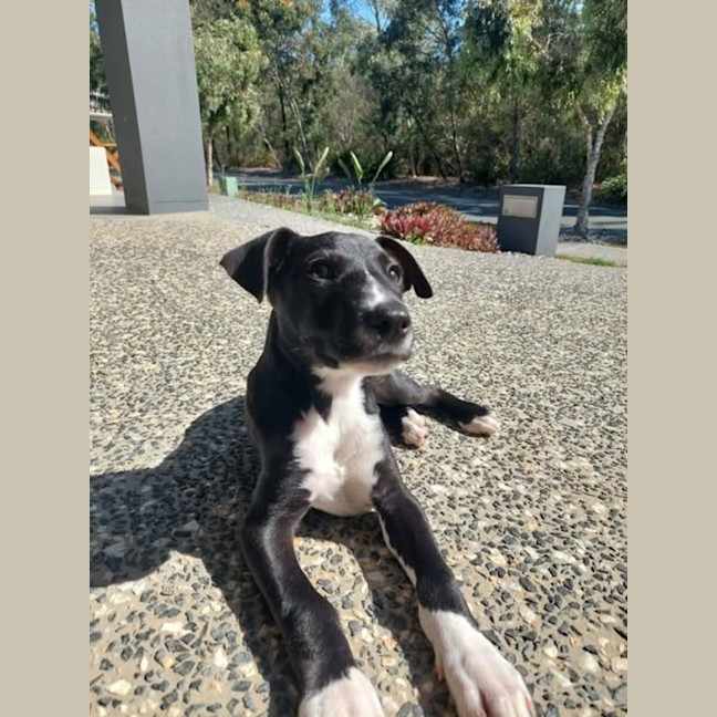 Photo of Ace