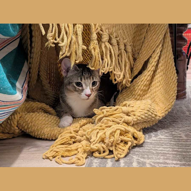 Photo of Blossom   In Foster Care In Glenroy