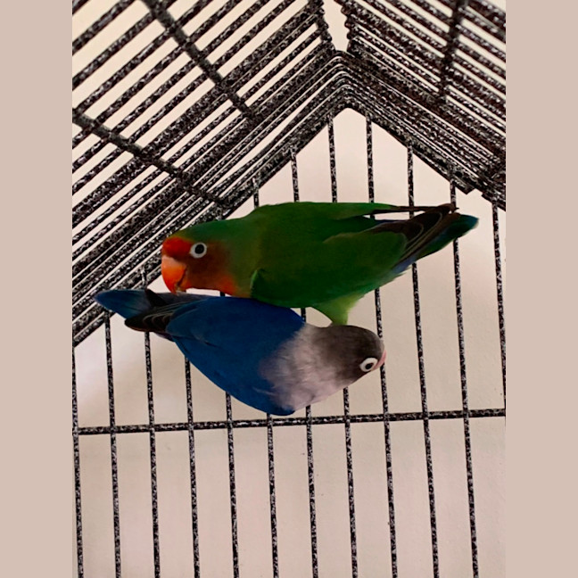 Photo of Bernard And Bianca 