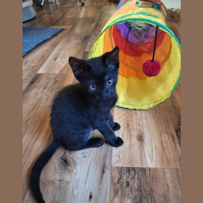 Photo of Sprocket