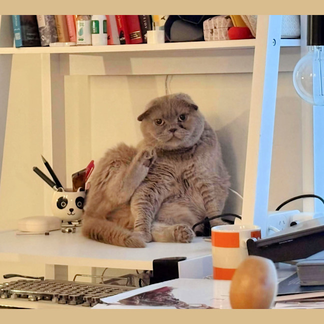 Photo of 🪻Wisteria🪻