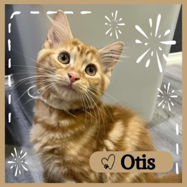 Photo of Otis