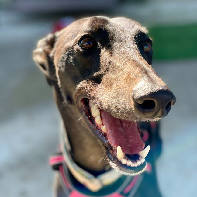 Photo of Poppet The Greyhound
