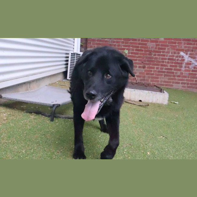 Photo of Kobi