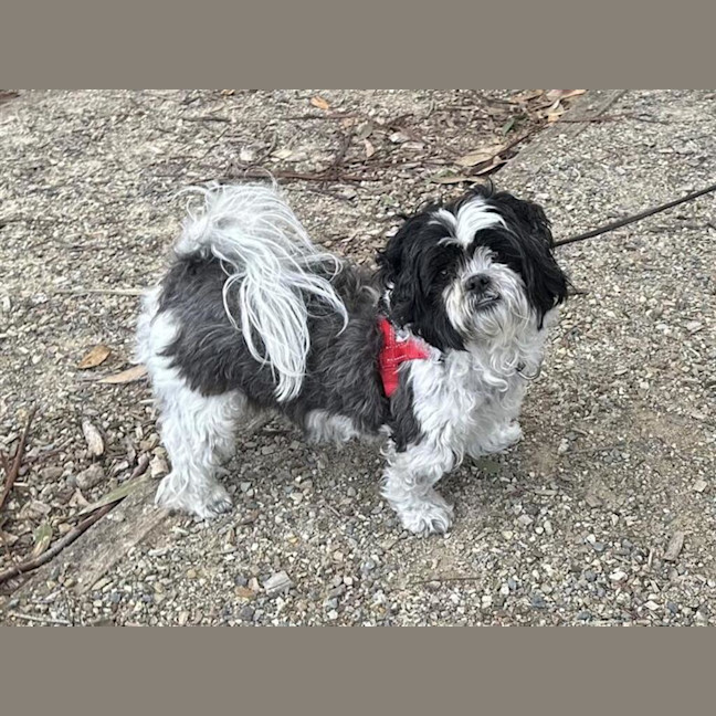 Photo of Tikki