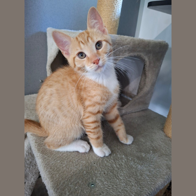 Photo of Neville