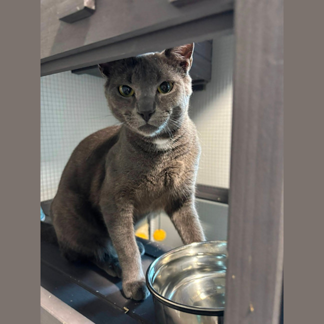 Photo of Percival