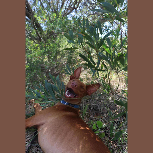 Photo of Buddy