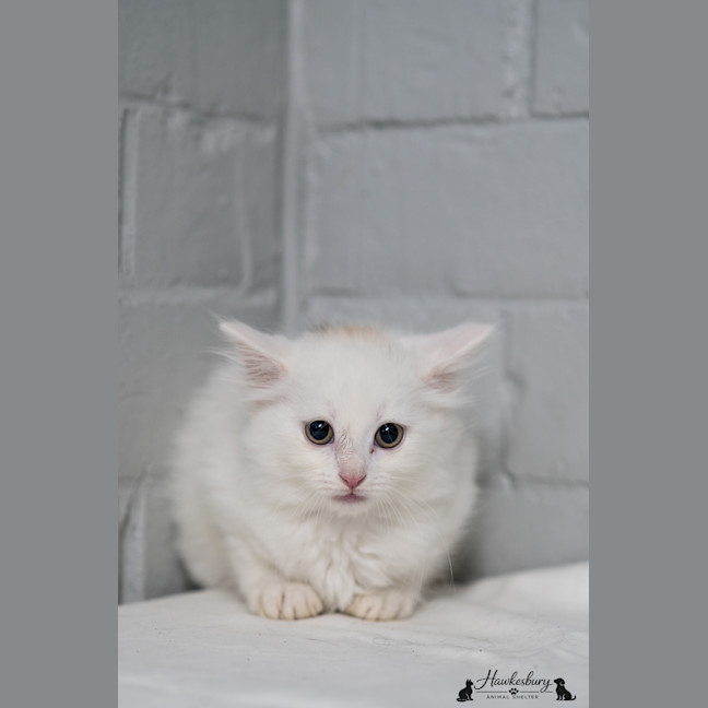 Photo of Lady