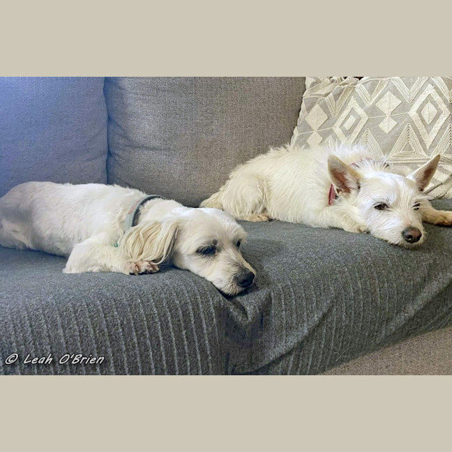 Photo of Ziggy And Bailie