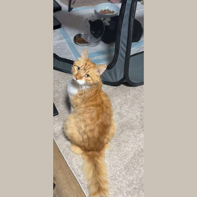 Photo of Chester 