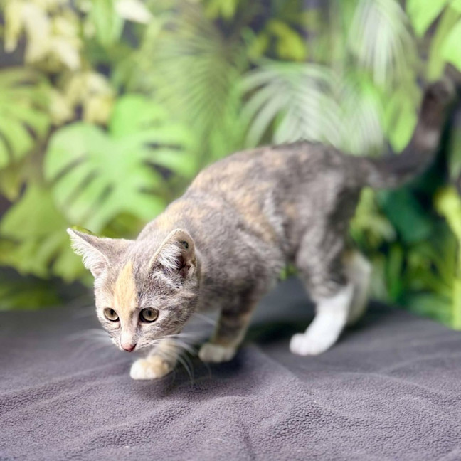 Photo of Opal (Located In Preston) 