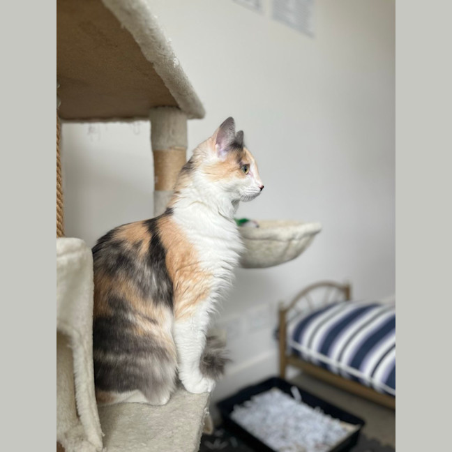 Photo of Cinnamon