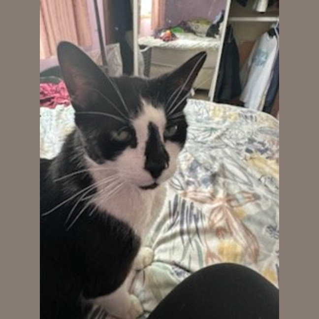 Photo of Ariki* 9 Lives Project Rescue*