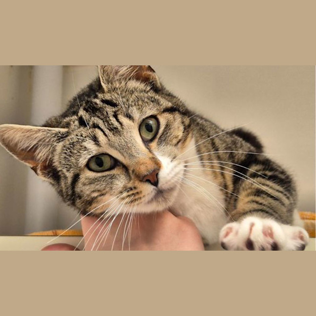 Photo of Panini
