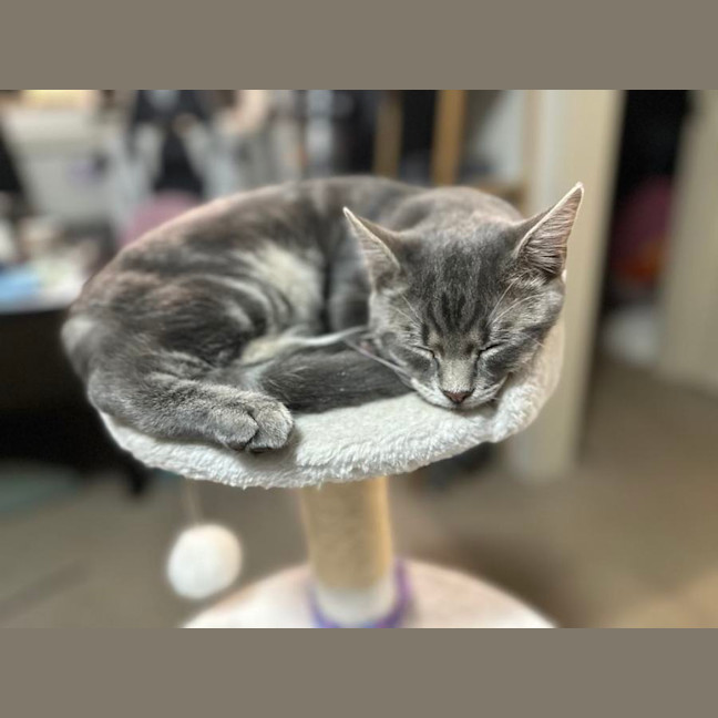 Photo of Astro The Grey Tabby