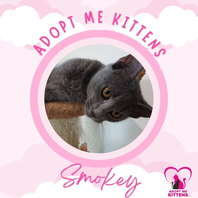 Photo of Smokey 2
