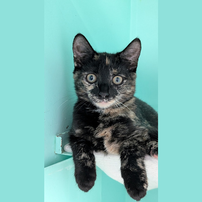 Photo of Meowly Cyrus