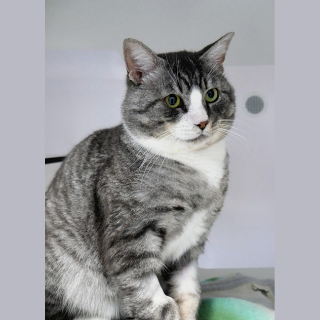 Photo of Halloumi Sta013961