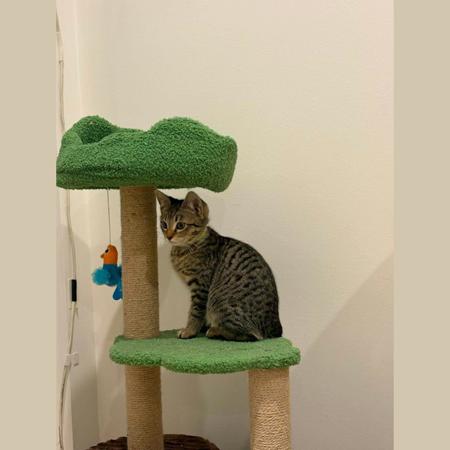 Photo of Chester