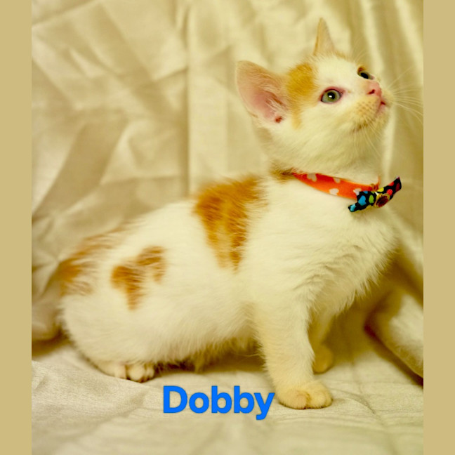 Photo of Dobby