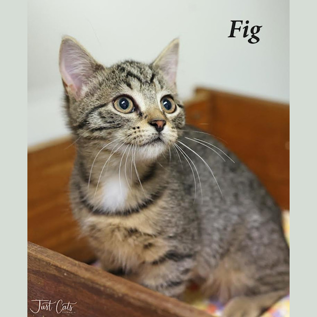 Photo of Fig   Petstock Invermay